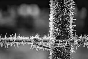 gray scale photo of fence
