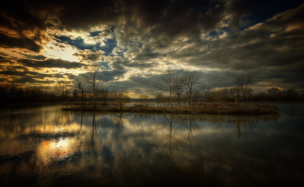 trees photography HD wallpaper