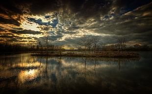 trees photography
