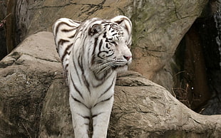 albino tiger sitting on rock