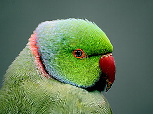 green and red beaked parrot, psittacula, indian HD wallpaper