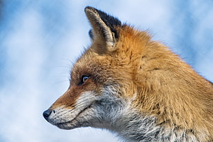 brown and white fox under cloudy sky on focus photography