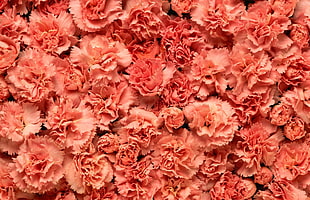 pink Carnation flowers