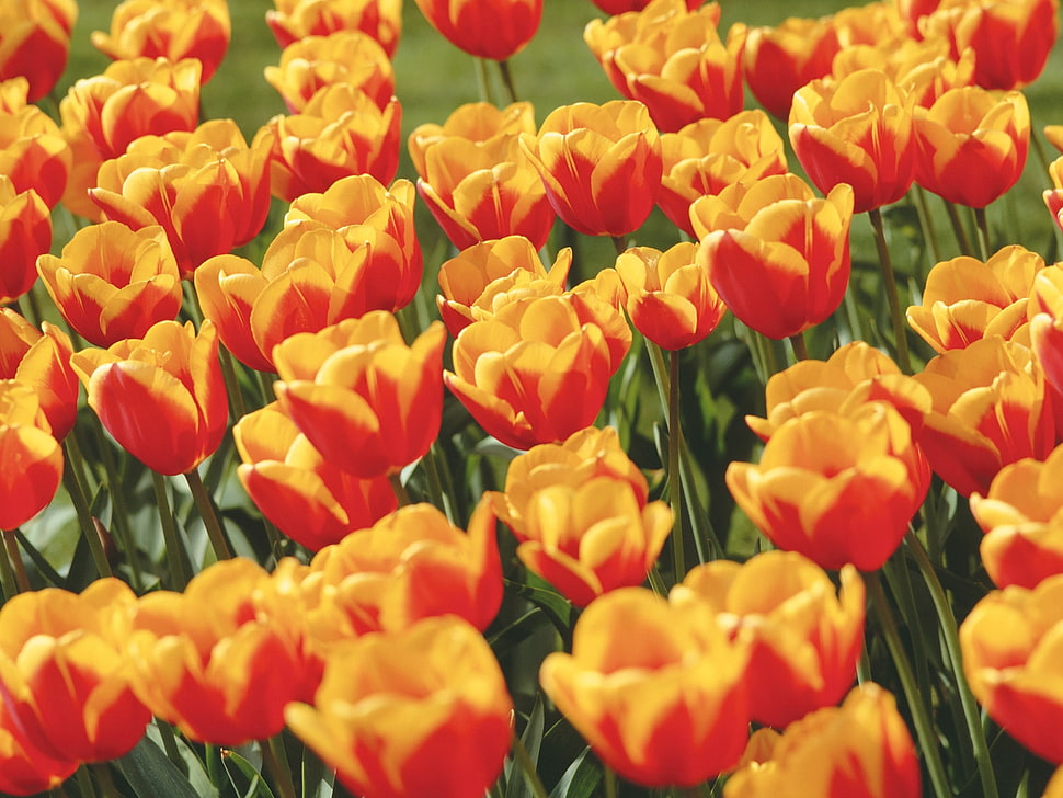 selective photography of yellow and red Tulip flowers HD wallpaper