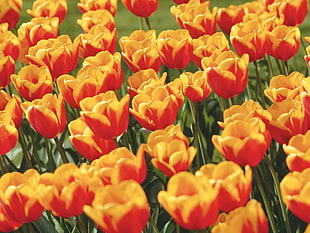 selective photography of yellow and red Tulip flowers