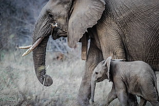 mother elephant beside his child HD wallpaper