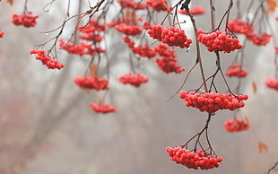 round red fruits HD wallpaper