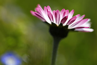 white-and-pink flower, daisy