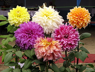 assorted color Dahlia flowers in bloom during daytime