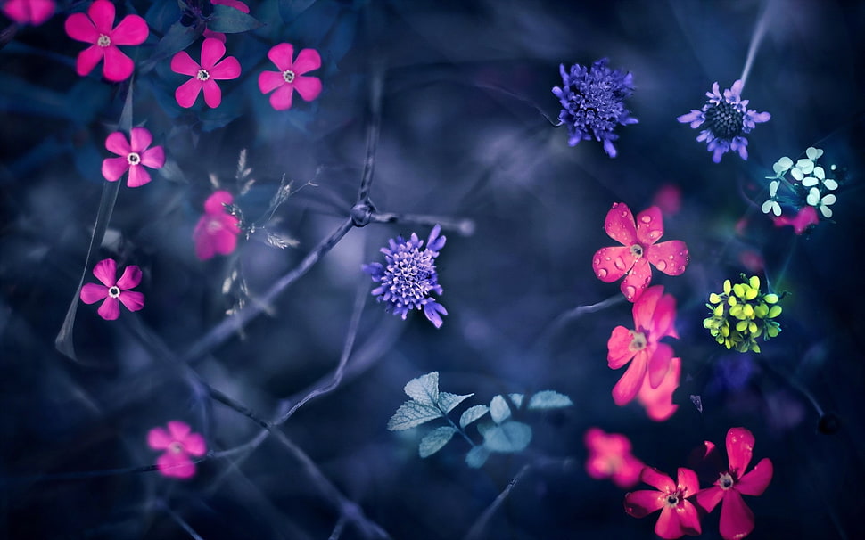 tilt shift photo of pink and purple flowers HD wallpaper