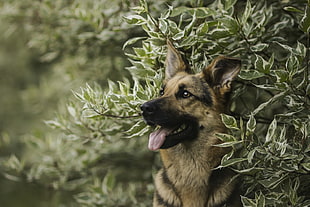 brown and black short-fur cat, dog, German Shepherd, animals, leaves
