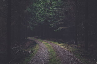 green trees, forest, dark, road, spruce