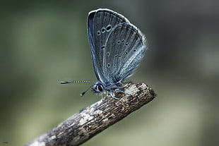 Karner Blue butterfly perched on brown stick, mariposa