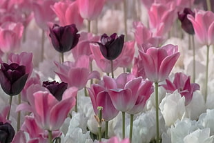 pink, white and purple tulips