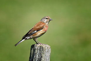 selective focus photography of brown short beak bird perching on brown wood, linnet