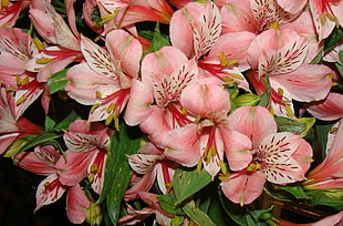 pink and white lily flowers