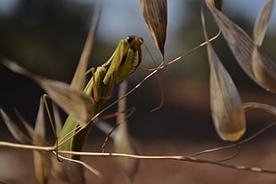 closeup photo of green praying mantis on brown branch