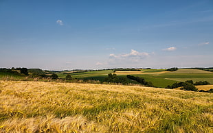 green field photo