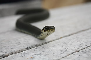 black python HD wallpaper