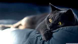 black cat, black cats, bed, yellow eyes, cat HD wallpaper