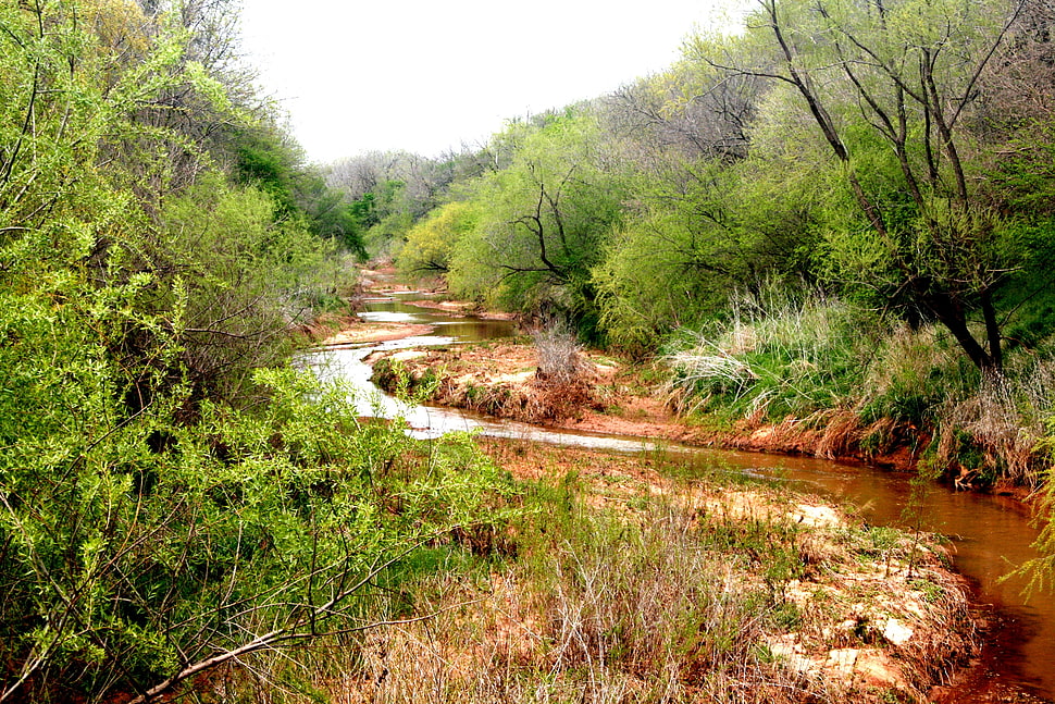 river surrounded by grass and bush HD wallpaper