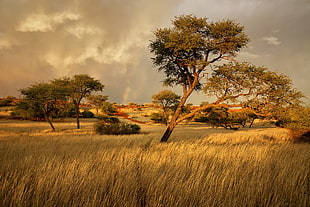 green trees, landscape, Africa, trees