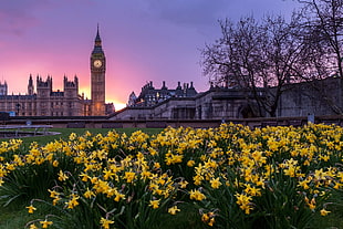 yellow flower garden in front of The Big Ben during sunset