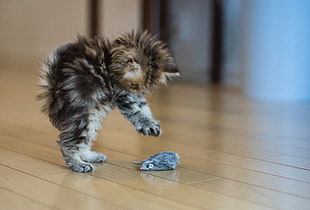 selective focus photography of brown and black kitten jumping on a mouse