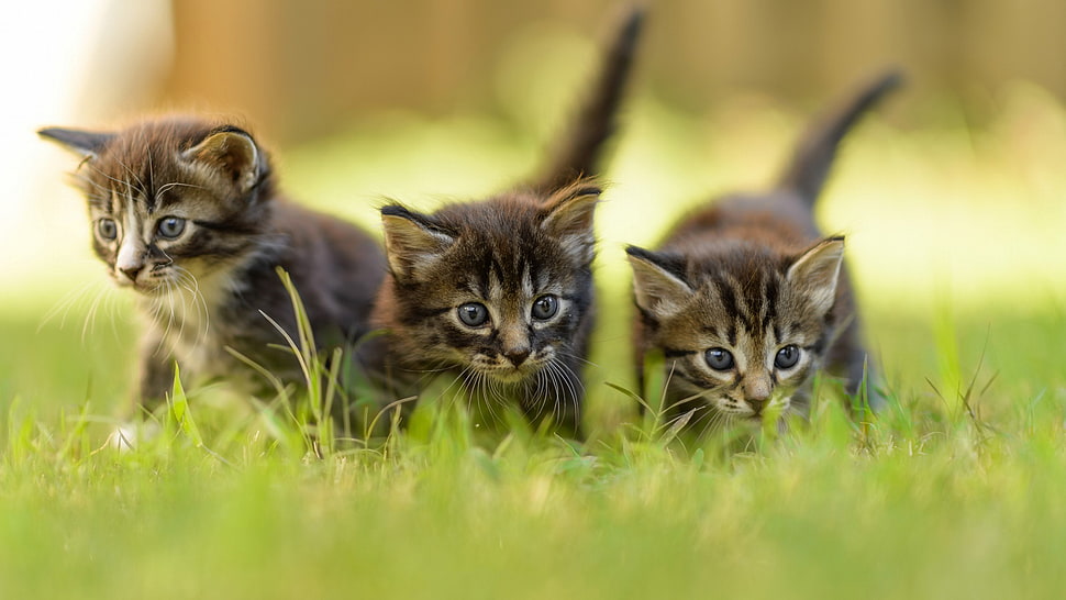 three selective photos of black-and-gray tabby kittens HD wallpaper