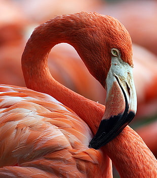close-up photo of red and white swan, flamingo