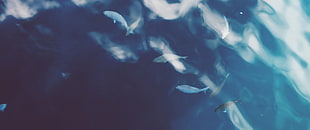 shoal of fish, ultrawide HD wallpaper