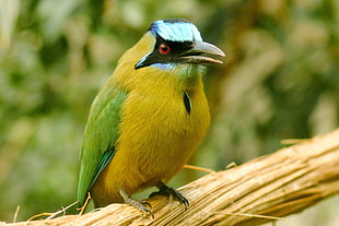 yellow bird close-up photo