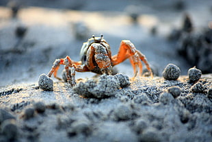 brown crab on white surface in closeup photo