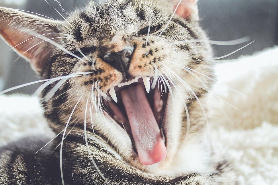 grey and black tabby cat HD wallpaper