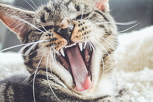 grey and black tabby cat