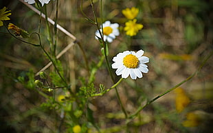 tilt sift lens photography of white flowers
