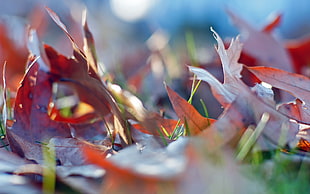 selective focus photography of dry leaf on green grass