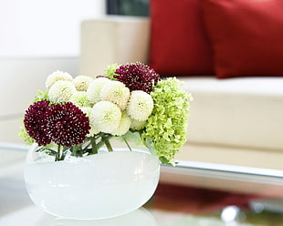 white and red Tansy flowers in vase HD wallpaper