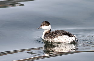 white and black duck on water, horned grebe