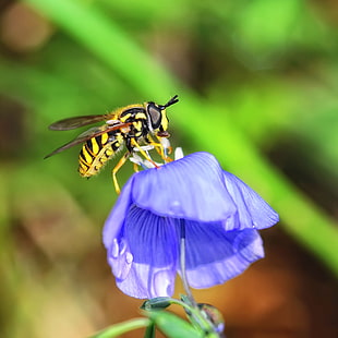 Hoverfly perched on blue petaled flower in closeup photo