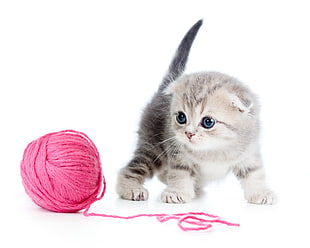 silver tabby kitten beside pink yarn