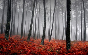 gray forest, landscape, nature, forest, mist