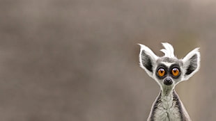 gray and white lemur character, lemurs, animals