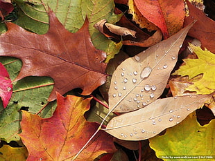 brown and green maple leaves, nature, leaves, water drops, fall