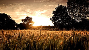 brown wheat field at daytime HD wallpaper