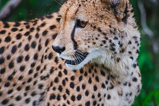 close-up photography of cheetah