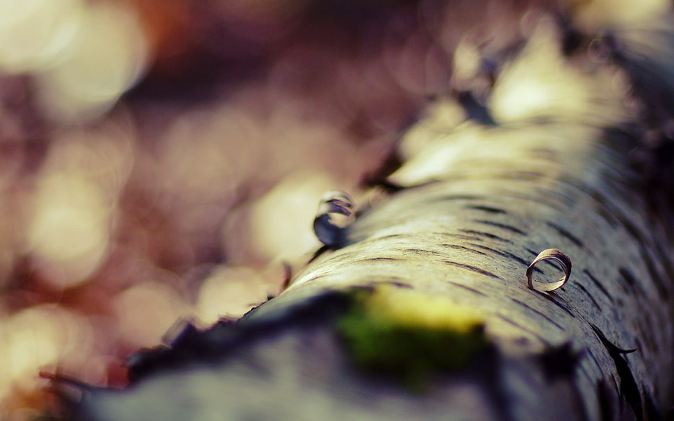 plants, macro, moss, trees HD wallpaper