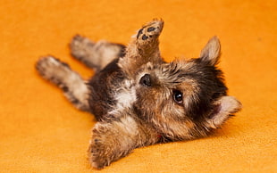 black and tank puppy lying on orange textile HD wallpaper