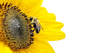 tilt lens photo of black Carpenter bee on yellow sunflower