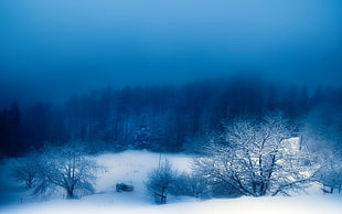blue and white abstract painting, winter, landscape, snow, nature